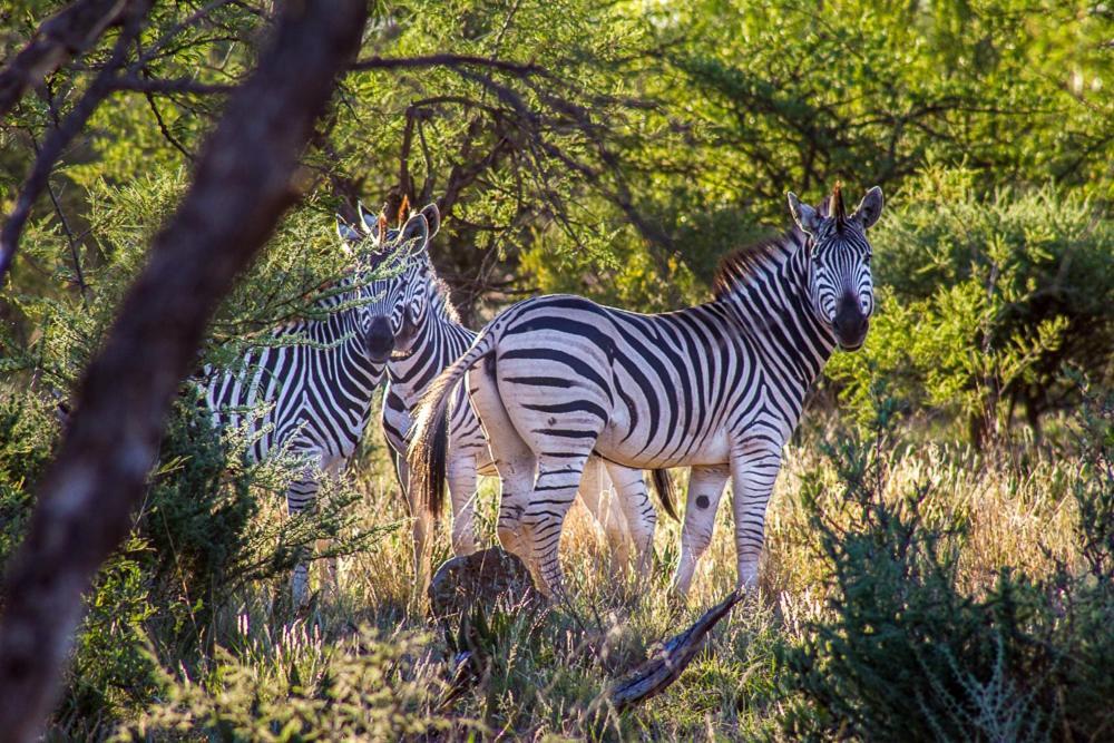Big Valley Game Lodge Lobatse Ngoại thất bức ảnh