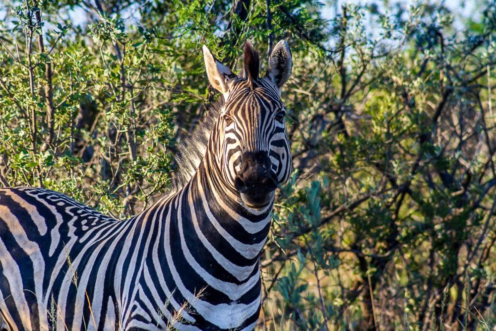Big Valley Game Lodge Lobatse Ngoại thất bức ảnh