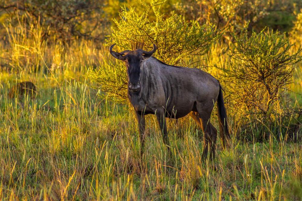 Big Valley Game Lodge Lobatse Ngoại thất bức ảnh