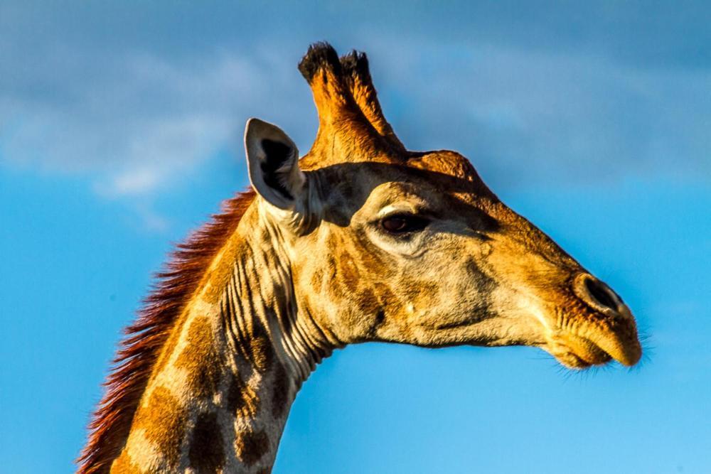 Big Valley Game Lodge Lobatse Ngoại thất bức ảnh